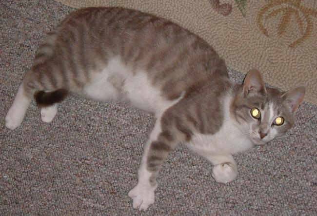 kitten lying on rug