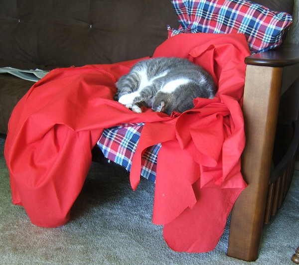 cat on potential bras